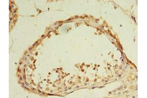 Immunohistochemistry of paraffin-embedded human testis tissue using ABIN7164351 at dilution of 1:100