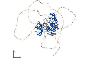 AlphaFold protein structure predicition of Mouse Recombinant Clk3 Protein, UniprotID O35492