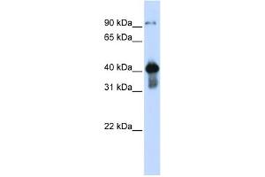 WB Suggested Anti-USF2 Antibody Titration: 0. (USF2 anticorps  (Middle Region))