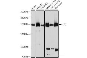 Western blot analysis of extracts of various cell lines using CLTC Polyclonal Antibody at dilution of 1:1000. (Clathrin Heavy Chain (CLTC) anticorps)