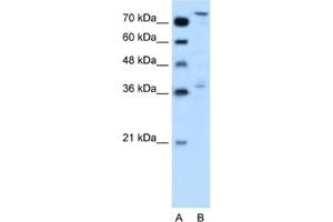 Western Blotting (WB) image for anti-Nuclear Factor (erythroid-Derived 2)-Like 3 (NFE2L3) antibody (ABIN2460792) (NFE2L3 anticorps)