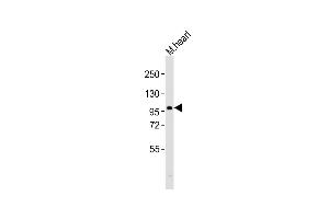 Anti-atg9a Antibody (C-Term)at 1:2000 dilution + mouse heart lysates Lysates/proteins at 20 μg per lane. (ATG9A anticorps  (AA 515-548))
