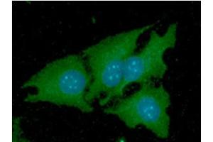 ICC/IF analysis of NNMT in HeLa cells line, stained with DAPI (Blue) for nucleus staining and monoclonal anti-human NNMT antibody (1:100) with goat anti-mouse IgG-Alexa fluor 488 conjugate (Green). (NNMT anticorps)