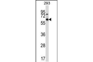 Western blot analysis in 293 cell line lysates (35ug/lane). (MEF2D anticorps  (AA 251-279))