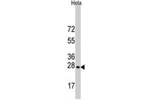 Western blot analysis of HSPB1 polyclonal antibody  in HeLa cell line lysates (35 ug/lane). (HSP27 anticorps  (Ser83))