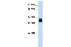 Image no. 1 for anti-AIMP1 / EMAP II (AA 108-157) antibody (ABIN6742988) (AIMP1 / EMAP II (AA 108-157) anticorps)