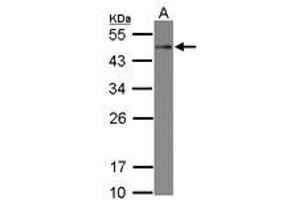 Image no. 1 for anti-serine/threonine/tyrosine Interacting-Like 1 (STYXL1) (AA 1-313) antibody (ABIN1501221) (STYXL1 anticorps  (AA 1-313))