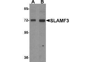 Western blot analysis of SLAMF3 in 293 cell lysate with SLAMF3 antibody at (A) 1 and (B) 2 µg/mL. (LY9 anticorps  (C-Term))