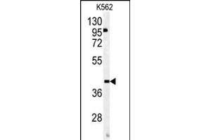 Western blot analysis of OMD antibody (Center) (ABIN391686 and ABIN2841591) in K562 cell line lysates (35 μg/lane). (Osteomodulin anticorps  (AA 234-263))