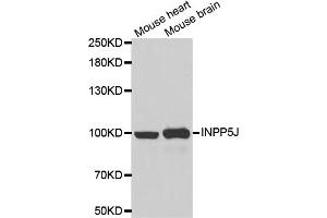 Western blot analysis of extracts of various cell lines, using INPP5J antibody (ABIN5973988) at 1/1000 dilution. (INPP5J anticorps)
