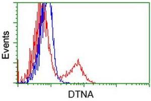 HEK293T cells transfected with either RC223952 overexpress plasmid (Red) or empty vector control plasmid (Blue) were immunostained by anti-DTNA antibody (ABIN2454049), and then analyzed by flow cytometry. (DTNA anticorps)