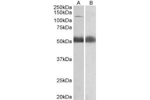 ABIN5539511 (0. (COPA anticorps  (Internal Region))