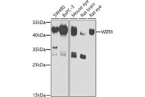 Western blot analysis of extracts of various cell lines, using WIPI1 antibody (ABIN6132784, ABIN6150221, ABIN6150222 and ABIN6223431) at 1:1000 dilution. (WIPI1 anticorps  (AA 187-446))