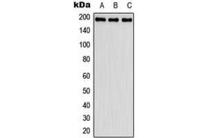 Western blot analysis of Fibulin 2 expression in HeLa (A), SP2/0 (B), H9C2 (C) whole cell lysates. (FBLN2 anticorps  (Center))