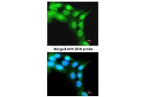 ICC/IF Image Immunofluorescence analysis of paraformaldehyde-fixed A431, using FBXL3, antibody at 1:200 dilution.