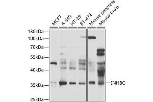 Western blot analysis of extracts of various cell lines, using INHBC antibody (ABIN6131317, ABIN6142463, ABIN6142464 and ABIN6223466) at 1:1000 dilution. (INHBC anticorps  (AA 103-352))