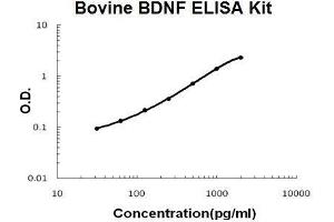 Bovine BDNF PicoKine ELISA Kit standard curve (BDNF Kit ELISA)