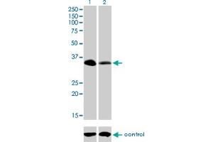 Western blot analysis of RFFL over-expressed 293 cell line, cotransfected with RFFL Validated Chimera RNAi (Lane 2) or non-transfected control (Lane 1). (RFFL anticorps  (AA 2-99))