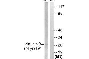 Western Blotting (WB) image for anti-Claudin 3 (CLDN3) (pTyr219) antibody (ABIN1847753) (Claudin 3 anticorps  (pTyr219))