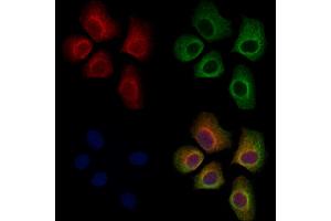 ABIN7094687 and ABIN7098738 staining Hela cells by IF/ICC.