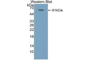 Western Blotting (WB) image for anti-Immune Receptor Expressed On Myeloid Cells 1 (IREM1) (AA 45-310) antibody (ABIN1868742) (IREM1 anticorps  (AA 45-310))