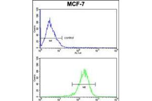 Flow cytometric analysisof MCF-7 cells (bottom histogram) compared to a negative control cell (top histogram). (C1QA anticorps  (C-Term))