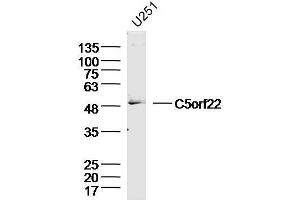 U251 Cell lysates probed with C5orf22 Polyclonal Antibody, unconjugated  at 1:300 overnight at 4°C followed by a conjugated secondary antibody for 60 minutes at 37°C. (C5ORF22 anticorps  (AA 301-400))