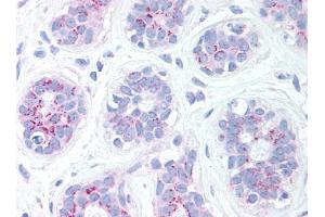 Image no. 1 for anti-BCL2 Binding Component 3 (BBC3) (C-Term) antibody (ABIN302789) (PUMA anticorps  (C-Term))