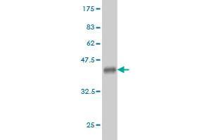 Western Blot detection against Immunogen (36.