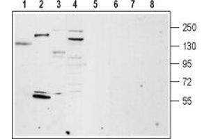 Western blot analysis of rat lung (lanes 1 and 5), rat heart membrane (lanes 2 and 6), mouse brain membrane (lanes 3 and 7) and ms1 mouse pancreas cells lysate (lanes 4 and 8): - 1-4. (TRPM4 anticorps  (Intracellular, N-Term))