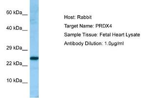 Western Blotting (WB) image for anti-Peroxiredoxin 4 (PRDX4) (C-Term) antibody (ABIN2789801)