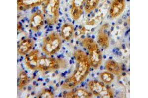 IHC-P analysis of kidney tissue, with DAB staining. (Profilin 3 anticorps  (AA 1-133))