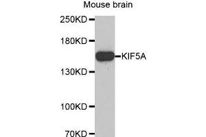 Western Blotting (WB) image for anti-Kinesin Family Member 5A (KIF5A) (AA 933-1032) antibody (ABIN6220202) (KIF5A anticorps  (AA 933-1032))