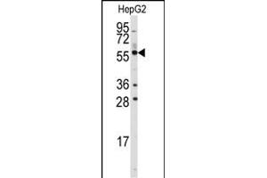 Western blot analysis of anti-ALDH4A1 Antibody (C-term) (ABIN392356 and ABIN2841995) in HepG2 cell line lysates (35 μg/lane). (ALDH4A1 anticorps  (C-Term))