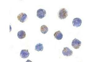 Immunocytochemical staining of AIF in K562 cells with AIF antibody at 5 μg/ml. (AIF anticorps)
