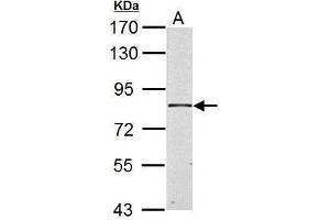WB Image HSD17B4 antibody detects HSD17B4 protein by Western blot analysis. (HSD17B4 anticorps)