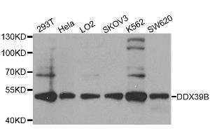 Western blot analysis of extracts of various cell lines, using DDX39B antibody. (DDX39B anticorps  (AA 319-428))