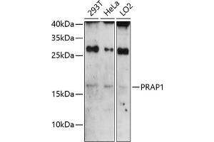 Western blot analysis of extracts of various cell lines, using PR antibody (ABIN6130638, ABIN6146122, ABIN6146123 and ABIN6224788) at 1:3000 dilution. (PRAP1 anticorps  (AA 1-151))