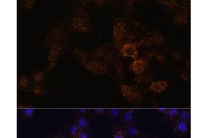 Immunofluorescence analysis of HeLa cells using GRP Polyclonal Antibody at dilution of 1:100. (Gastrin-Releasing Peptide anticorps)