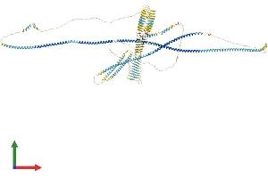 AlphaFold protein structure predicition of Mouse Recombinant Rrbp1 Protein, UniprotID Q99PL5