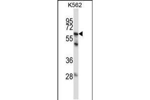 Western blot analysis in K562 cell line lysates (35ug/lane). (MMP11 anticorps  (C-Term))