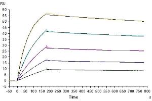 Biotinylated Human TRAIL R1, His-Avi Tag immobilized on CM5 Chip can bind Human TRAIL, No Tag with an affinity constant of 0.