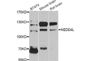 Western blot analysis of extracts of various cell lines, using NEDD4L antibody. (NEDD4-2 anticorps)