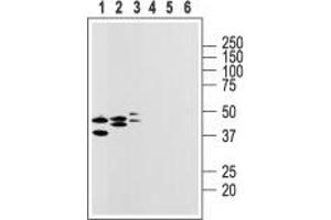 Western blot analysis of rat heart membranes (lanes 1 and 4), brain (lanes 2 and 5) and lung lysates (lanes 3 and 6): - 1-3. (P2RY14 anticorps  (2nd Extracellular Loop))