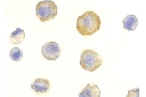 Image no. 2 for anti-Tumor Necrosis Factor Receptor Superfamily, Member 10c (TNFRSF10C) (Extracellular Domain) antibody (ABIN203554) (DcR1 anticorps  (Extracellular Domain))