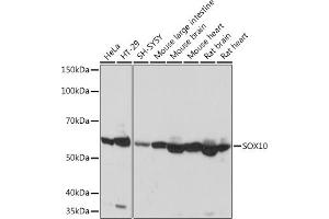 Western blot analysis of extracts of various cell lines, using SOX10 Rabbit mAb (ABIN7270566) at 1:1000 dilution. (SOX10 anticorps)
