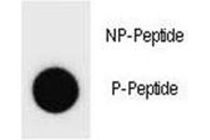 Dot blot analysis of phospho-Cyclin B3 antibody. (Cyclin B3 anticorps  (pSer277))