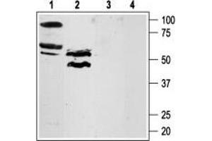 Western blot analysis of rat lung (lanes 1 and 3) and testis (lanes 2 and 4) lysates:1,2. (Coagulation Factor II (Thrombin) Receptor-Like 3 (F2RL3) Peptide)