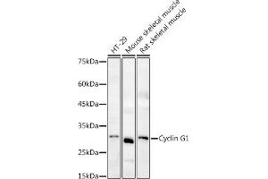 Western blot analysis of extracts of various cell lines, using Cyclin G1 antibody (ABIN6127734, ABIN6138095, ABIN6138096 and ABIN6220906) at 1:1000 dilution. (Cyclin G1 anticorps  (C-Term))