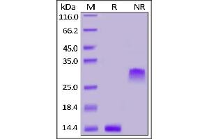 Human PDGF-BB, Tag Free on  under reducing (R) and ing (NR) conditions. (PDGF-BB Homodimer (AA 82-190) (Active) Protéine)